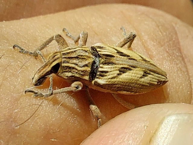 nyíljegyes barkó - Coniocleonus nigrosuturatus