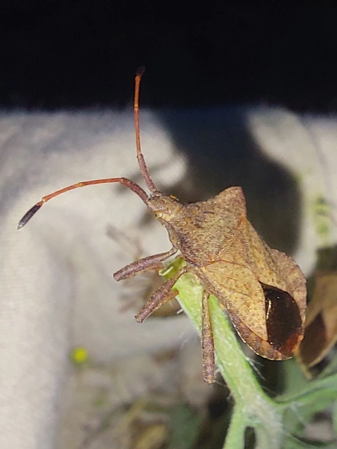 Coreus marginatus - közönséges karimáspoloska