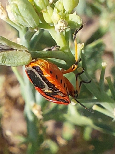díszespoloska - Eurydema ornata