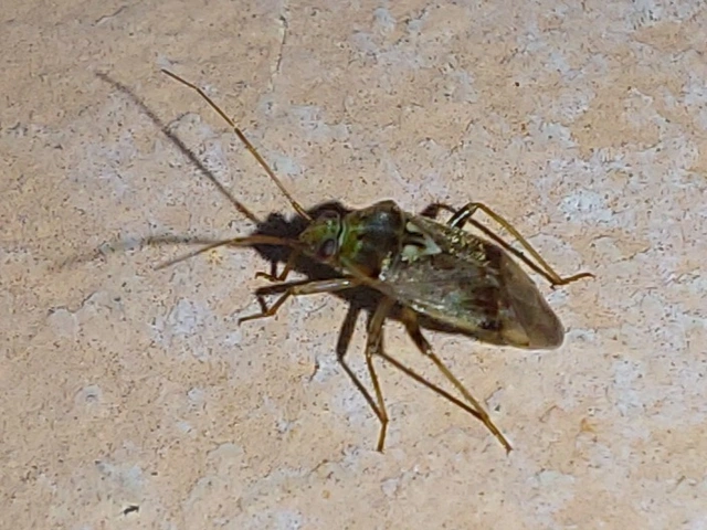 Lygus rugulipennis - molyhos mezeipoloska