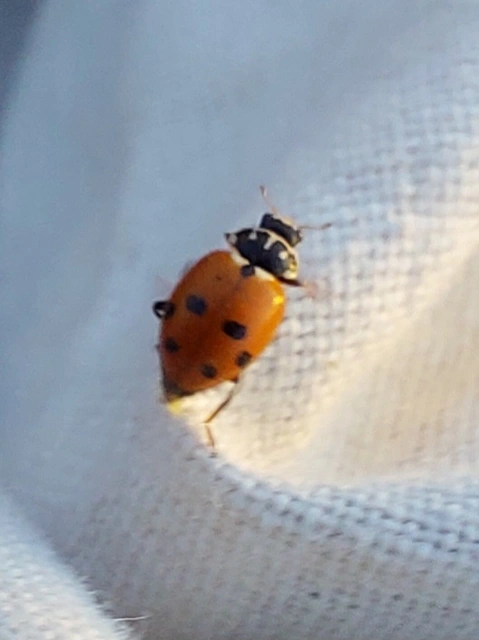 Hippodamia variegata - tizenhárompettyes katica