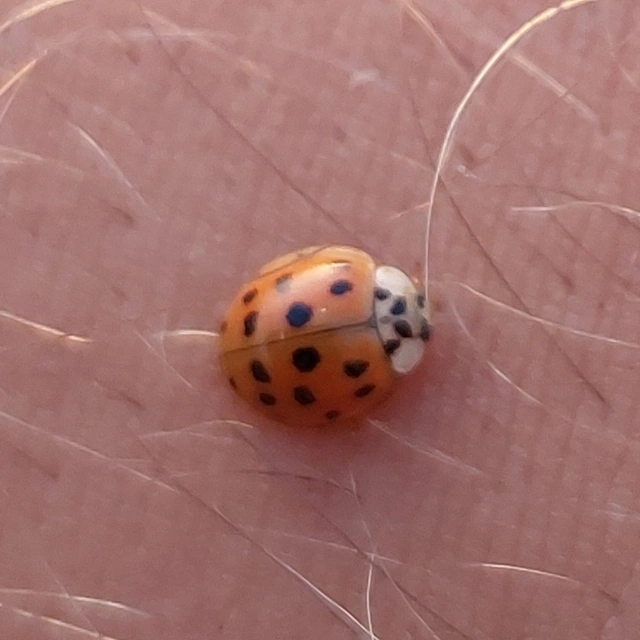 Harmonia axyridis - harlekinkatica
