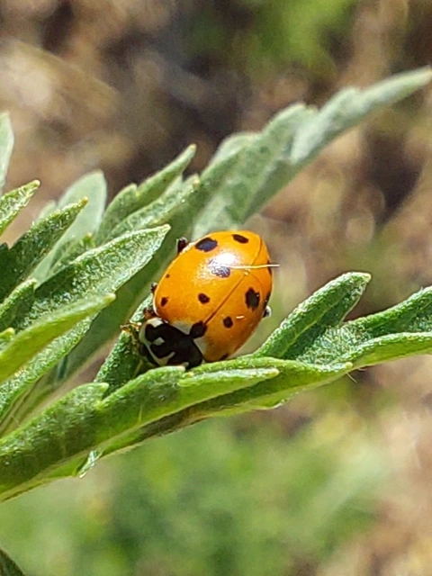 Hippodamia variegata - tizenhárompettyes katica