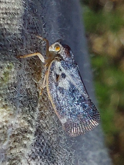 Metcalfa pruinosa - amerikai lepkekabóca