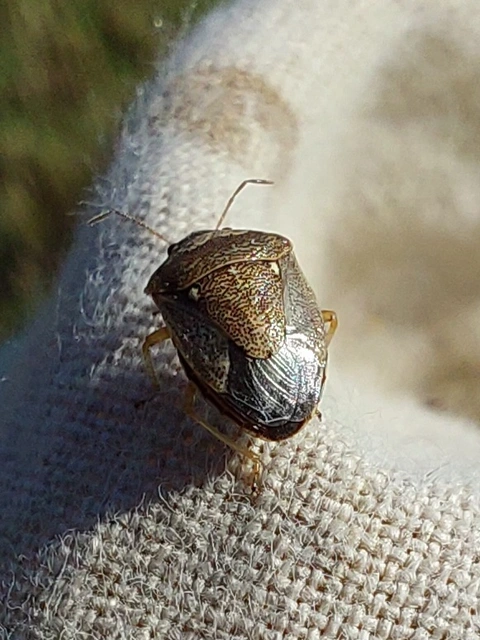 Eysarcoris ventralis - fakó feketefejű-poloska Eysarcoris ventralis - fakó feketefejű-poloska