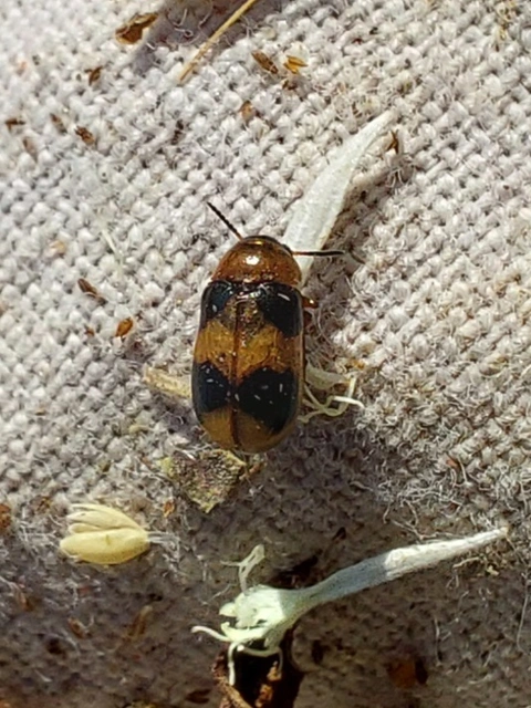Coptocephala unifasciata - sárgalábú hullóbogár