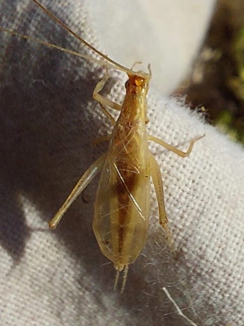 pirregőtücsök - Oecanthus pellucens