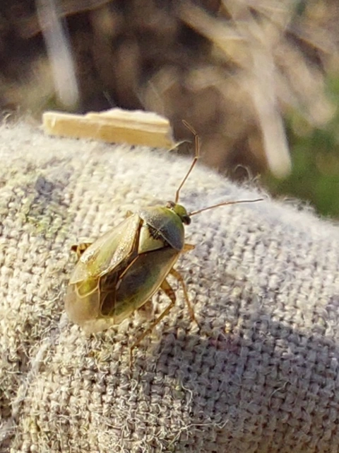 Lygus rugulipennis - molyhos mezeipoloska