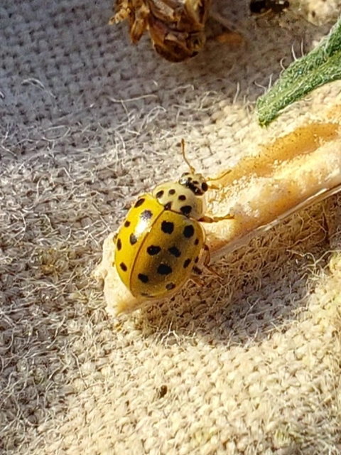 Psyllobora vigintiduopunctata - huszonkétpettyes katica