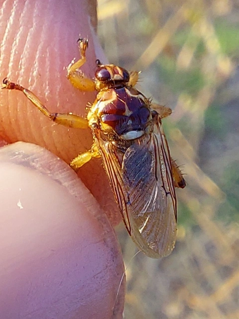 ló-kullancslégy - Hippobosca equina