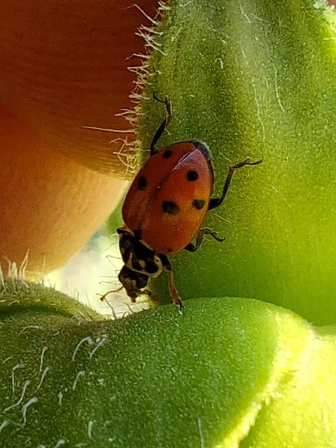 Hippodamia variegata - tizenhárompettyes katica