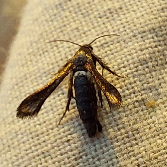 Microsphecia brosiformis - folyófűszitkár
