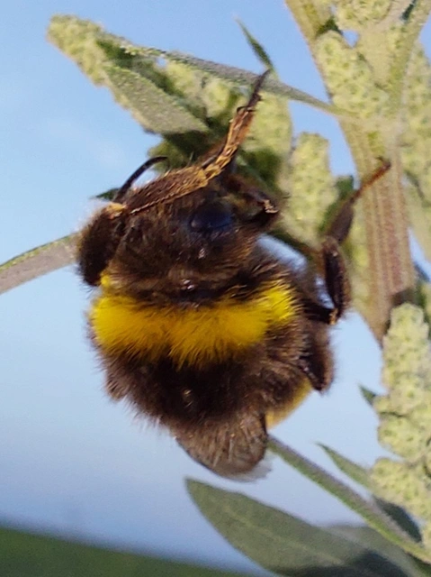 Bombus - poszméhek