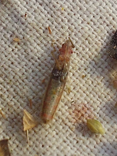 kurtaszárnyú üvegpoloska - Myrmus miriformis