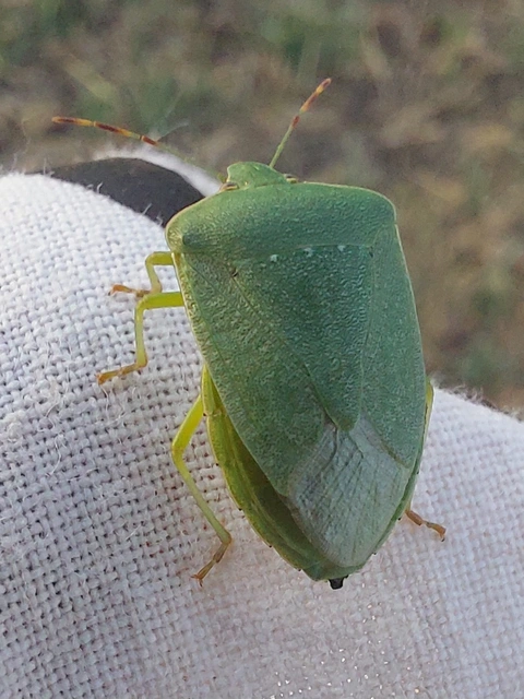 Nezara viridula - zöld vándorpoloska