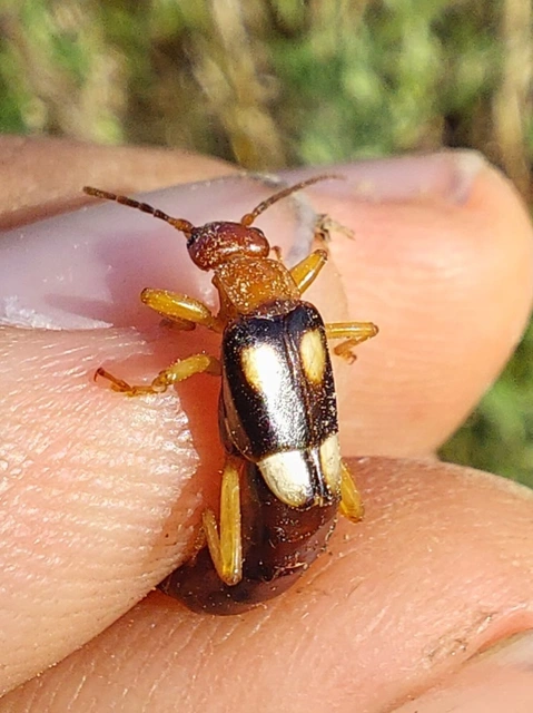 Forficula smyrnensis - szmirnai fülbemászó