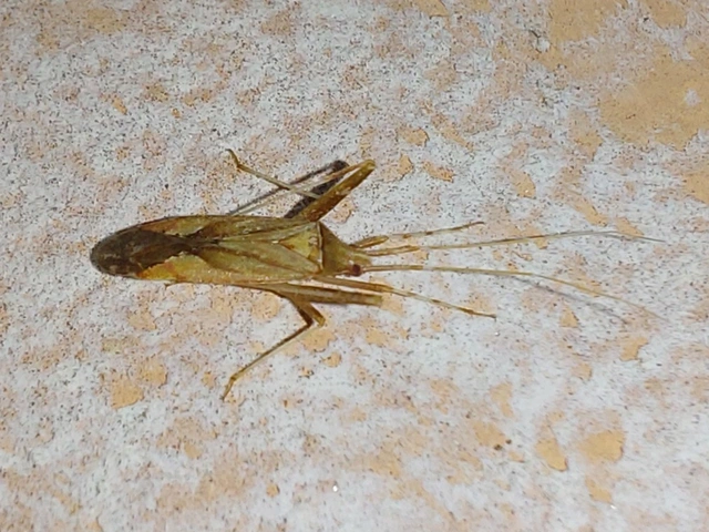 Phytocoris