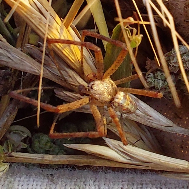 Argiope bruennichi - darázspók