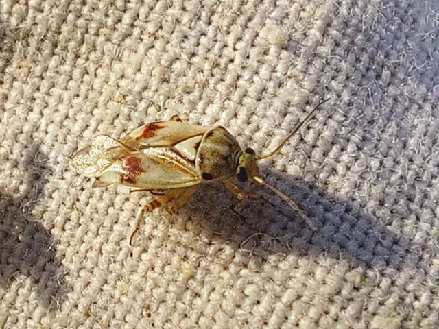 Lygus pratensis - változó mezeipoloska