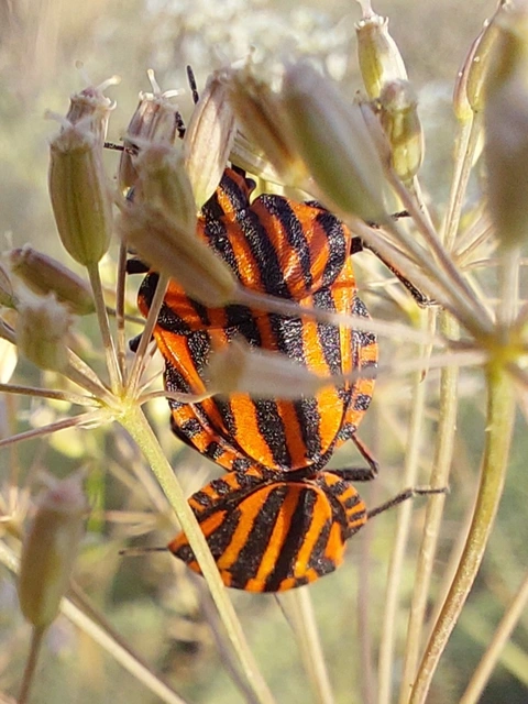 csíkos pajzsospoloska - Graphosoma italicum