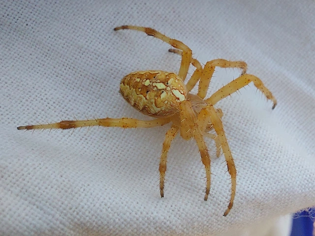 koronás keresztespók - Araneus diadematus