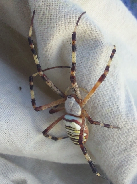 Argiope bruennichi - darázspók