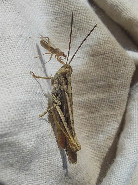 Chorthippus mollis - halk tarlósáska