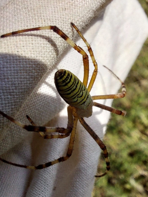 Argiope bruennichi - darázspók