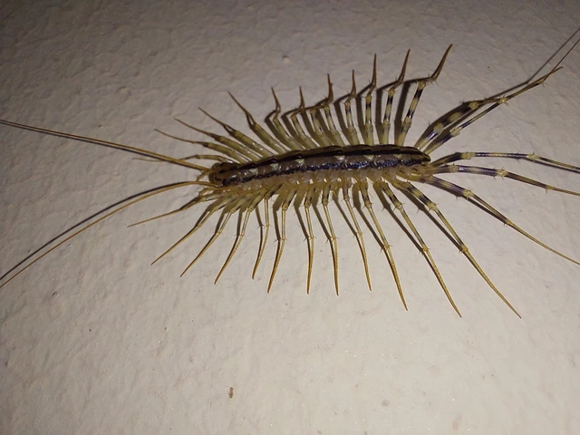 légyölő pókszázlábú - Scutigera coleoptrata