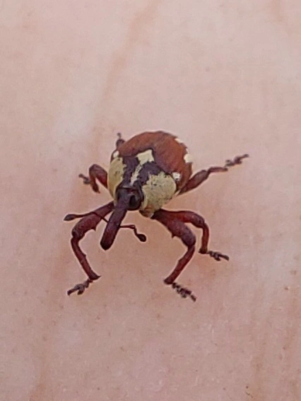 pompás szulákormányos - Alcidodes karelinii