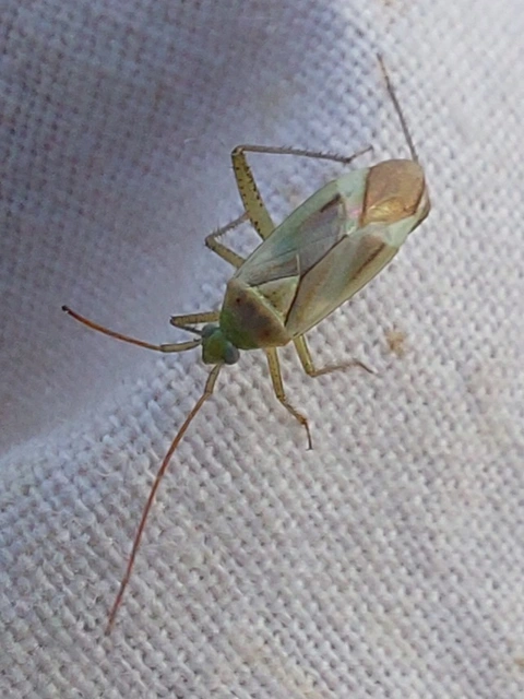 Adelphocoris lineolatus - lucernapoloska