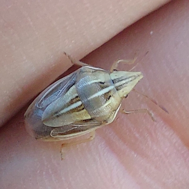 közönséges szipolypoloska - Aelia acuminata