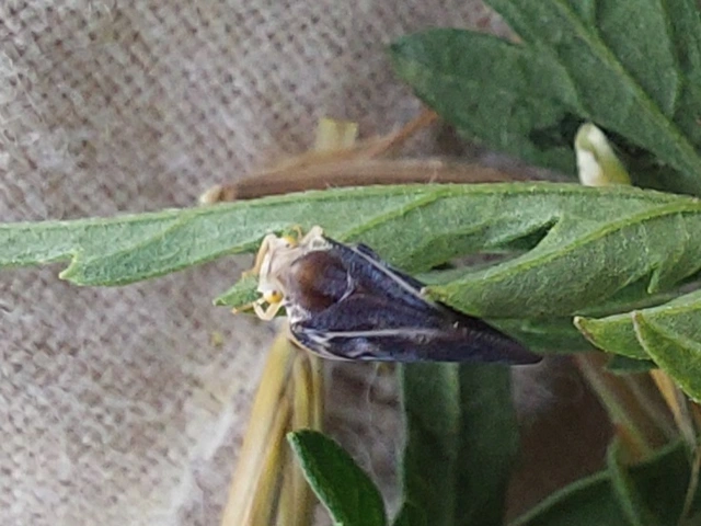 Metcalfa pruinosa - amerikai lepkekabóca