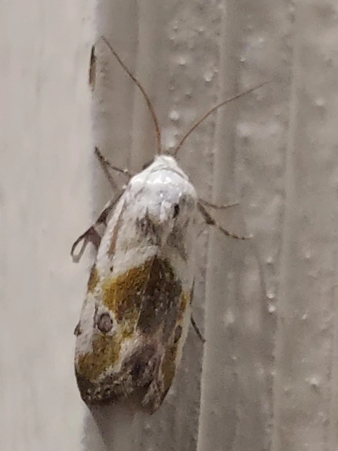 Ponometia candefacta - parlagfűbagoly