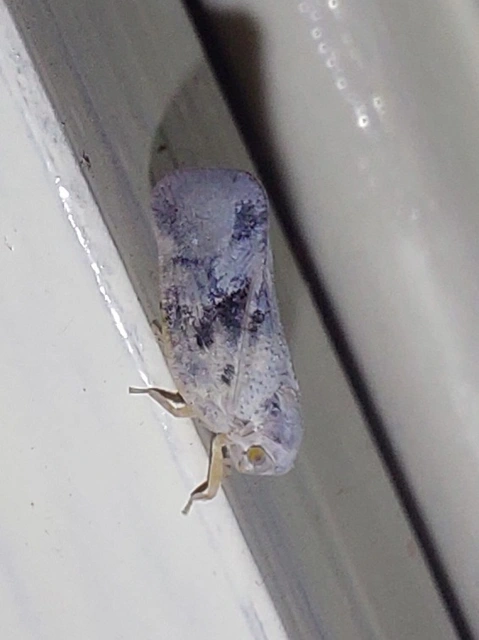 Metcalfa pruinosa - amerikai lepkekabóca