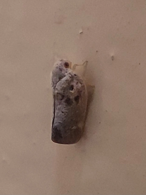 Metcalfa pruinosa - amerikai lepkekabóca