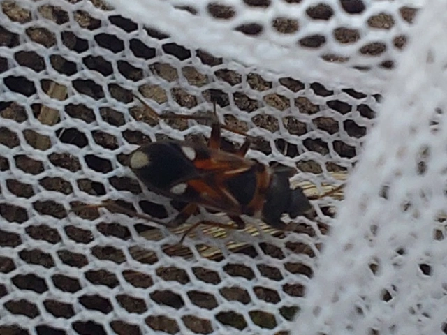 Raglius alboacuminatus