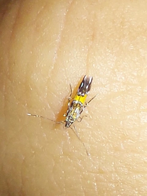 Cosmopterix