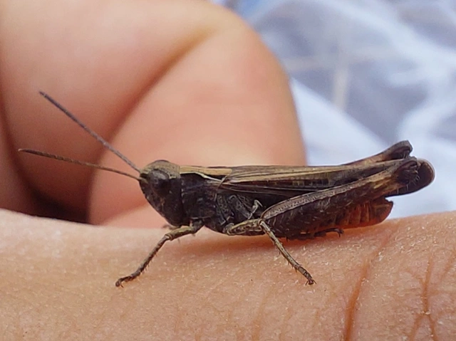 Omocestus rufipes - vöröshasú tarlósáska