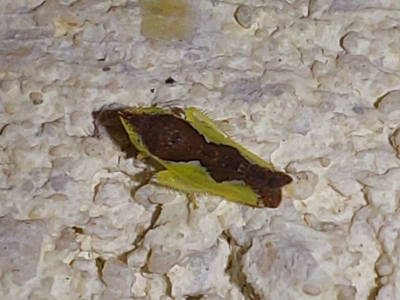 Platymetopius