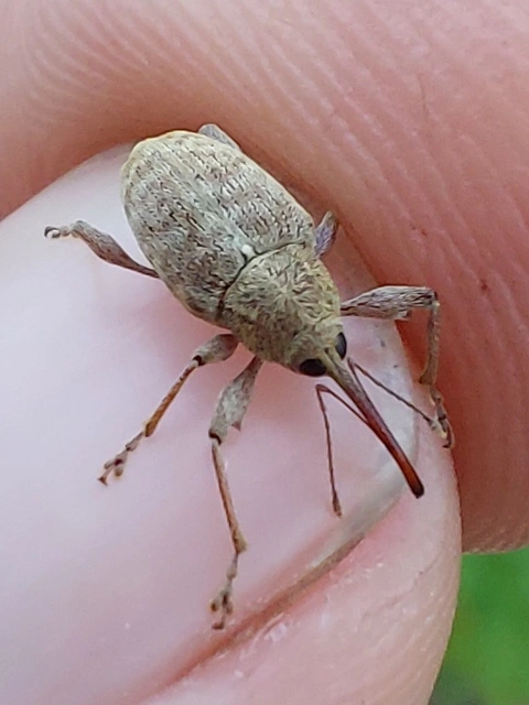 gesztenyezsuzsóka - Curculio elephas