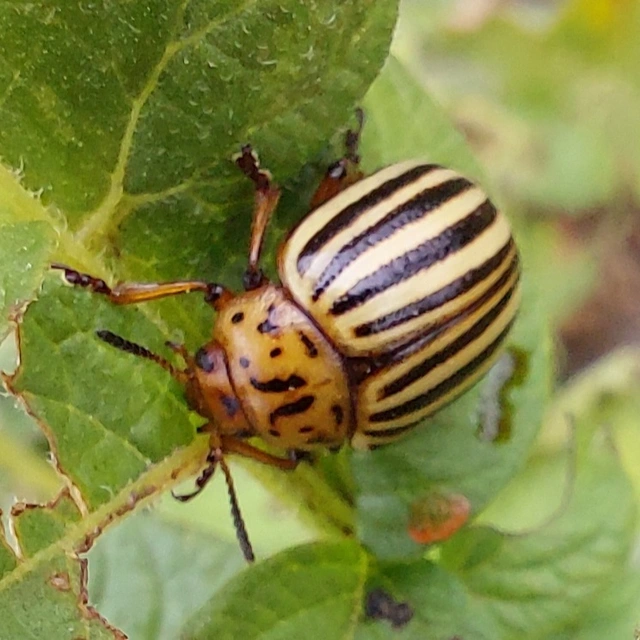 Leptinotarsa decemlineata - burgonyabogár