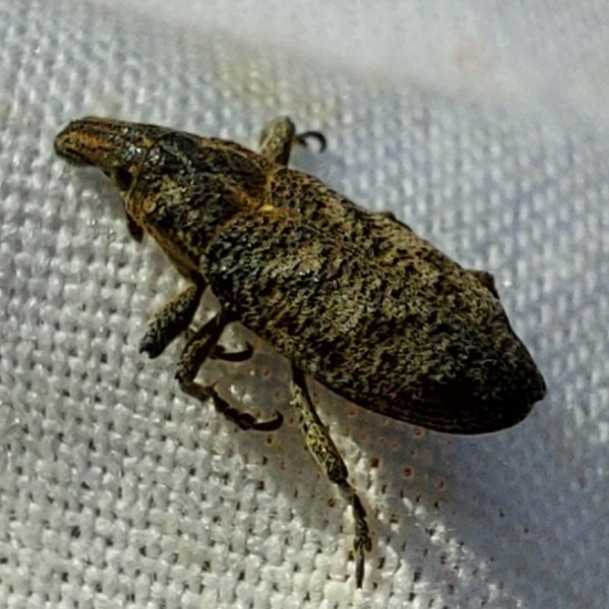 közönséges bogáncsbarkó - Cleonis pigra