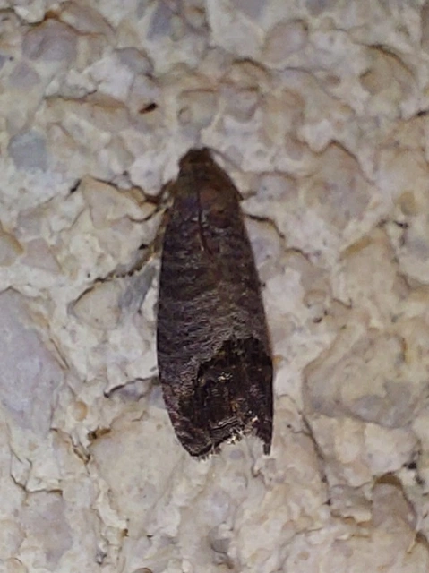 Cydia pomonella/pyrivora