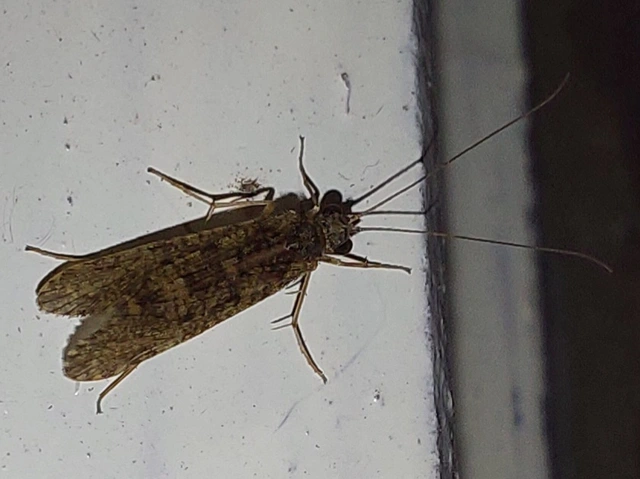 Trichoptera - Tegzesek
