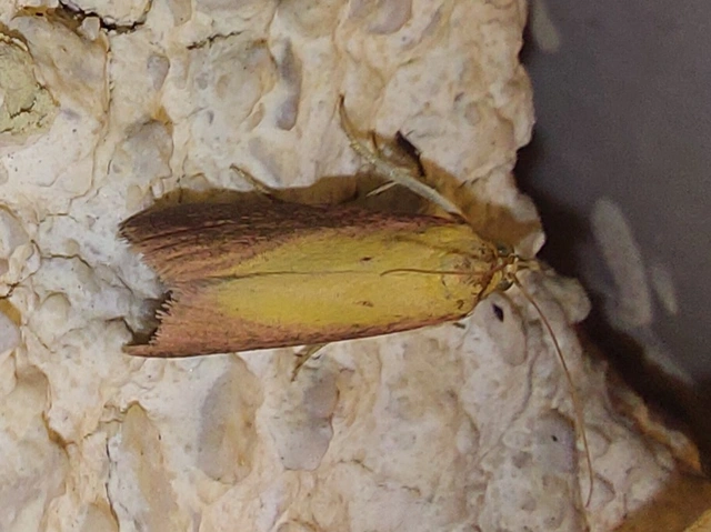 lucernamoly - Oncocera semirubella
