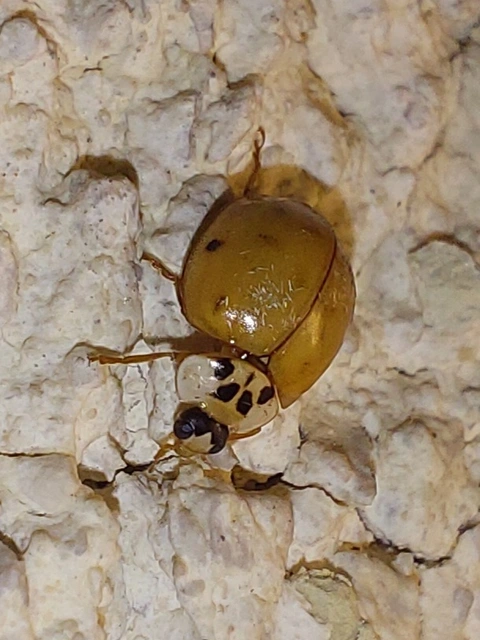 Harmonia axyridis - harlekinkatica