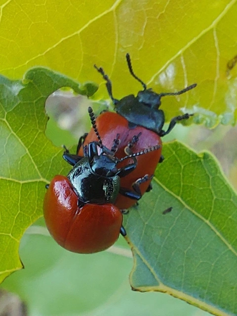 Chrysomela