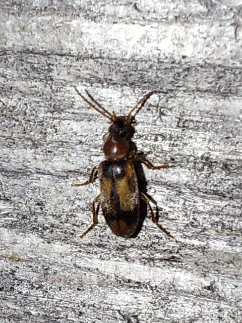 Notoxus appendicinus - déli nyakszarvúbogár