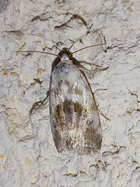 Ponometia candefacta - parlagfűbagoly